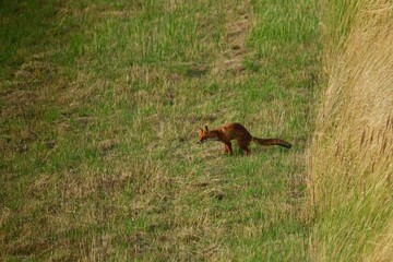 Fototapeta premium Red fox stalking on a meadow for mouse