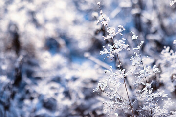 Winter atmospheric landscape with frost-covered dry plants during snowfall. Winter Christmas background