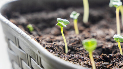 Melon seedlings in a tray, Sprouted seedlings are planted on black tray in the greenhouse.