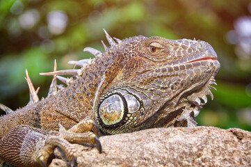 Leguan, Schuppenkriechtier; Schuppenechse, Echse, Dino, Dinosaurier, Drache, Reptil, Zoo, Tierpark, wildtiere, wild, Iguana