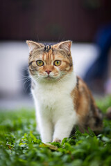 Scottish fold cat sitting in the garden with green grass. Calico cat looking at something. Cute cat on the lawn.