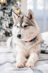 A gray husky dog lies on a bed against the background of Christmas and New Year decorations and a Christmas tree.