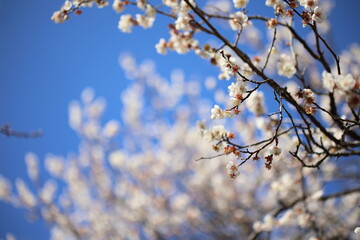 梅の花