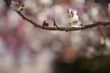 梅の花