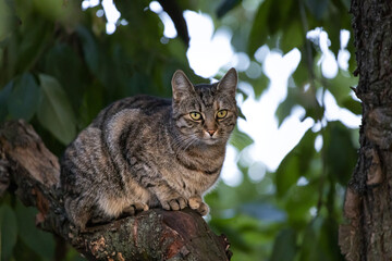 An outdoor cat that carefully observes its surroundings. Ready to run and hunt at the same time. Eye to eye look.