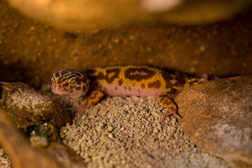 nocturnal gecko portrait in nature park