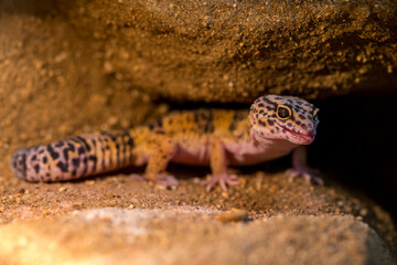 nocturnal gecko portrait in nature park