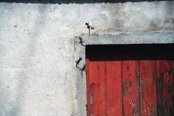 Lizards on the wall