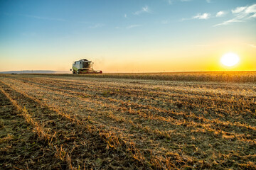 Working the field, a farmer in a combine harvester at work in a soybean agricultural farm