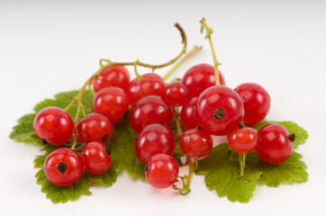 Red currant berries isolated on white background - 559361108