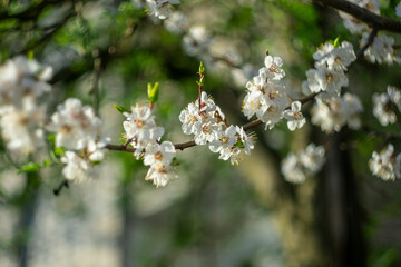 Spring cherry blossom on a blurred background.