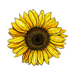 Hand drawn luxurious Sunflower. Vector illustration of plant for floral design. Colored sketch of wildflower Sunflower isolated on a white background. Beautiful Helianthus. Clip art for rustic design - 559364725