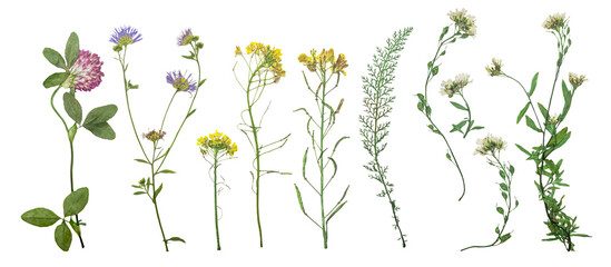 Dried wild field flowers on white background. Flat lay, top view.