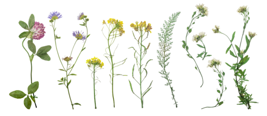 Dried wild field flowers on white background. Flat lay, top view.