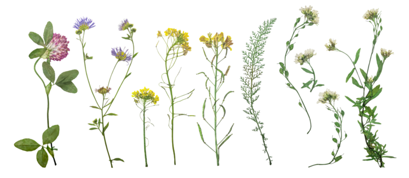 Dried wild field flowers on white background. Flat lay, top view.