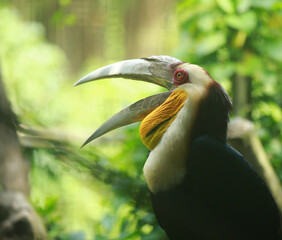 toucan in the park