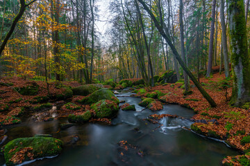 Wald mit Fluss