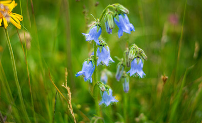 a beautiful bellflower with delicate colors in the sun of the mountains