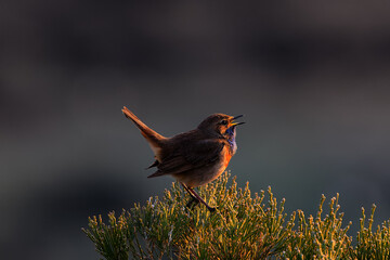 Ruiseñor pechiazul -luscinia svecica