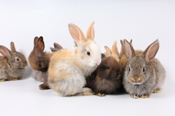 portrait group of baby rabbits isolated on white background