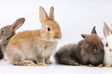 portrait close up group of baby rabbits isolated on white background