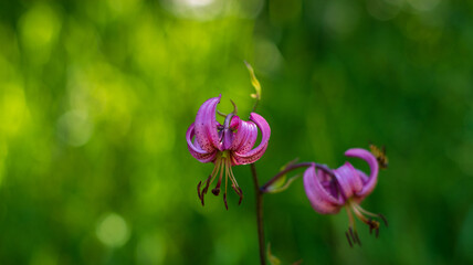 the delicate petals of the mountain martagon lily