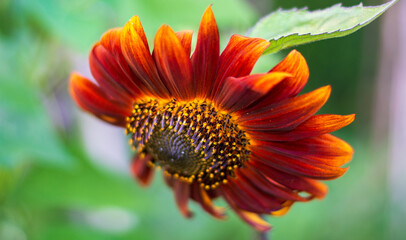 a beautiful sunflower with fantastic colors