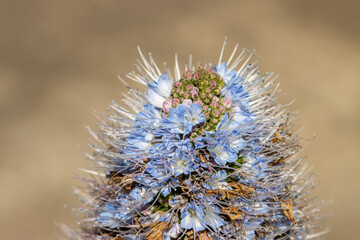 Gran Canaria blue  (Echium callithyrsum), macro detail of the flower, selective focus on the...