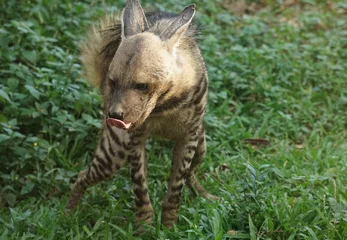 Tuinposter hyena in the grass © Suli
