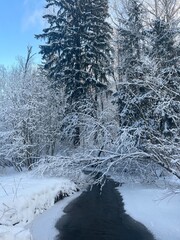 Small pond in the winter forest