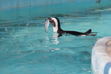 フンボルトペンギン