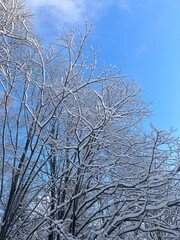 winter park, trees branches covered by the snow, blue sky