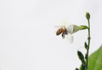 Honey bee seeking nectar on white Chinese violet or coromandel or creeping foxglove ( Asystasia...