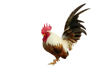 Bantam chicken is standing isolated on white background, Black with brown with yellow and orange color stripes of of the feathers on the rooster body