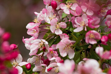 Blüten des Zierapfel in Nahaufnahme