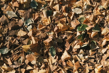 leaves on the ground