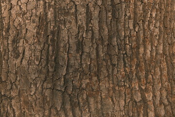 bark of a tree