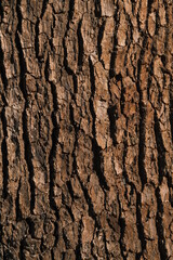 bark of a tree