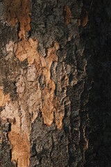 contrast bark of a tree texture