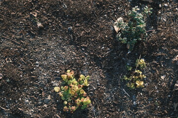 seedlings in soil