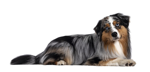 Handsome and well groomed Australian Shepherd dog, laying down side ways. Looking towards camera with light blue eyes and cute head tilt. Isolated cutout on transparent background.