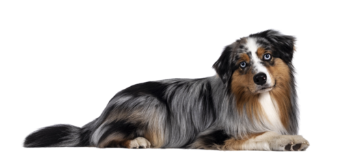 Handsome and well groomed Australian Shepherd dog, laying down side ways. Looking towards camera with light blue eyes and cute head tilt. Isolated cutout on transparent background.