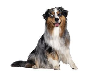 Handsome and well groomed Australian Shepherd dog,sitting up side ways. Looking towards camera with light blue eyes. Isolated cutout on transparent background. Mouth open, tongue out.