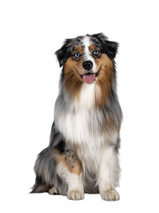 Handsome and well groomed Australian Shepherd dog, sitting up straigth facing front view. Looking towards camera with light blue eyes. Isolated cutout on transparent background. Mouth open, tongue out
