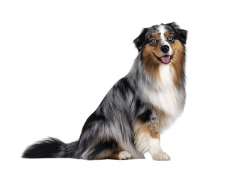 Handsome and well groomed Australian Shepherd dog, sitting up side ways. Looking towards camera with light blue eyes. Isolated cutout on transparent background. Mouth open, tongue out.
