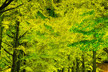 黄金に輝くイチョウ樹木