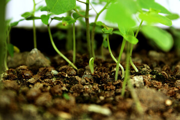 Weed - just a normal weed, small weed, and will grow big