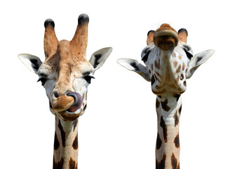 Rothschild's giraffe (Giraffa camelopardalis rothschildi) isolated on transparent background, PNG.