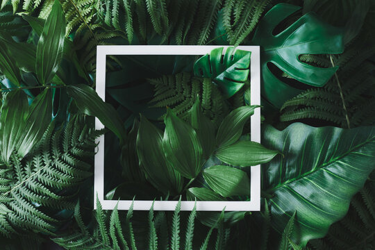 Creative Flat Lay With Tropical Leaves And White Frame. Minimal Jungle Background. Nature Concept.