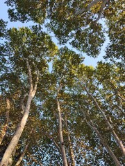 trees in the forest